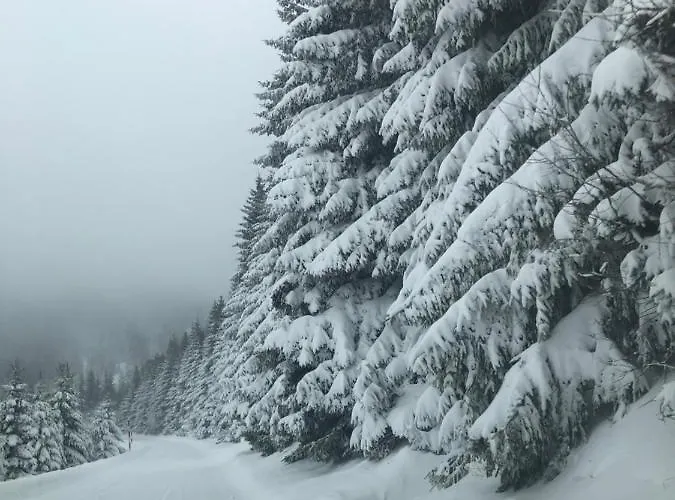 Silver Mountain Milmari Κοπαόνικ
